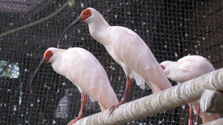トキと自然の学習館 トキみ～て
